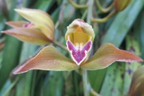 Đại gia Hà thành chi 1,5 tỷ mua 500 nhành lan huyền thoại chơi Tết