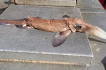 Đi đánh cá, ngư dân "khóc thét" khi nhìn thấy thành quả