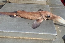 Đi đánh cá, ngư dân "khóc thét" khi nhìn thấy thành quả