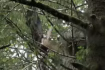 Video: Diệc xanh lớn bị đại bàng tấn công tại tổ trên cây