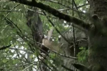 Video: Diệc xanh lớn bị đại bàng tấn công tại tổ trên cây