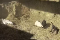 Video: Đống rơm vừa được nâng lên, bầy chó đã lao vào cuộc chiến nảy lửa