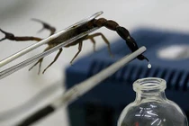 Video: Tại sao nọc độc bọ cạp nguy hiểm lại có giá tới 39 triệu đô?