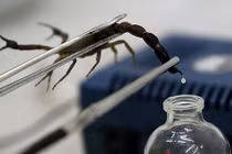 Video: Tại sao nọc độc bọ cạp nguy hiểm lại có giá tới 39 triệu đô?