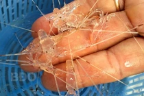 Thứ tôm trong suốt như thủy tinh nổi dày đặc ven biển