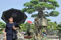 Cây cảnh Chuyện tình cây và cối thế độc lạ thu hút khách quan