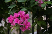 Di chúc của mẹ chồng làm gia đình tôi chao đảo