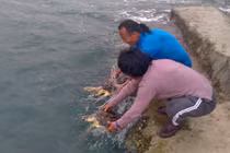 Thả 2 cá thể đồi mồi về tự nhiên