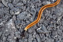 Sinh vật đứt đôi cơ thể vẫn sống còn nhân bản làm hai