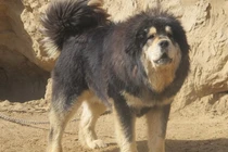 Chó ngao Tây Tạng trở thành mối nguy hiểm ở Trung Quốc