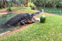 Video: Thót tim xem cá sấu khổng lồ ghê gớm nhất nước Úc đớp thức ăn
