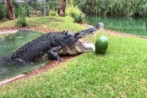 Video: Thót tim xem cá sấu khổng lồ ghê gớm nhất nước Úc đớp thức ăn