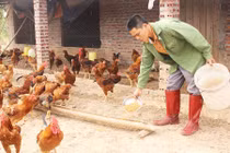 Tuyệt chiêu cho gà ăn... tỏi, thu tiền tỷ của nông dân Hải Hà