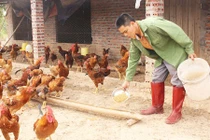 Tuyệt chiêu cho gà ăn... tỏi, thu tiền tỷ của nông dân Hải Hà
