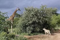 Video : Hươu cao cổ lọt vào vòng vây của sư tử và cái kết