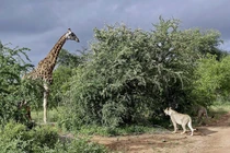 Video : Hươu cao cổ lọt vào vòng vây của sư tử và cái kết