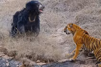 Gấu mẹ đại chiến hổ dữ bảo vệ 3 con nhỏ