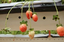 Trồng dâu tây bán Tết, đút túi hàng trăm triệu đồng