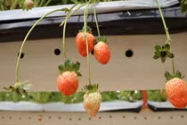 Trồng dâu tây bán Tết, đút túi hàng trăm triệu đồng