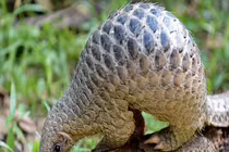 Thêm bằng chứng chỉ ra loài vật này đã lây SARS-CoV-2 cho con người