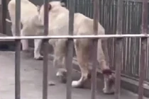 Video: Sư tử tự cắn đứt đuôi để thoát khỏi hố nước đóng băng