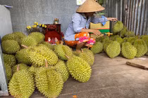 Sầu riêng đại hạ giá ở vỉa hè Sài Gòn, vì sao?