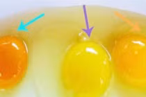 Lòng đỏ trứng gà có màu sắc khác nhau vậy loại nào mới tốt?