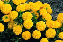 Tết 2018: Nhất định phải trồng hoa cúc vạn thọ vì những lý do này