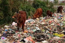 Video: Rác hôi thối trải dài cả trăm mét đê giáp ranh Hà Nội