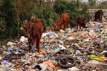 Video: Rác hôi thối trải dài cả trăm mét đê giáp ranh Hà Nội