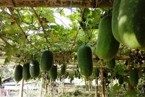 Trồng bí thơm đặc sản, nhà nông phấn chấn thu 200 triệu/ha