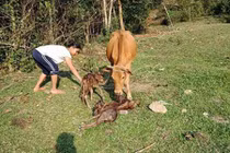 Chuyện lạ: Tận mắt thấy bò sinh ba ở Quảng Nam