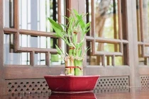 6 mẹo phong thủy hút tài lộc, tiền chảy vào ví mỗi ngày