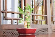 6 mẹo phong thủy hút tài lộc, tiền chảy vào ví mỗi ngày