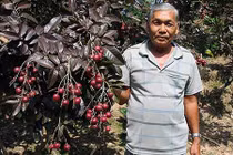 Lão nông từ chối bán nhãn tím cho khách Trung Quốc