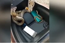 Video: Nhiều con rắn hổ mang kịch độc ngóc đầu từ trong cốp xe