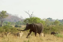 Video: Bầy sư tử cố gắng săn voi con và cái kết đầy bất ngờ