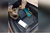 Video: Nhiều con rắn hổ mang kịch độc ngóc đầu từ trong cốp xe