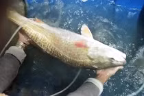 Video: Ngư dân bắt được cá "lạ" nghi cá sủ vàng quý hiếm