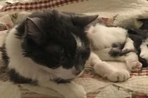 Chi 430 triệu để ghép thận cho mèo già sắp chết