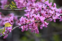 Hạnh phúc – Loài hoa nghe tên thôi cũng thấy vui vẻ