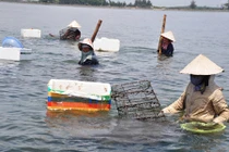 Ai về xứ Huế mà coi, dân đi lùi chỉ để...cào trìa