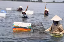 Ai về xứ Huế mà coi, dân đi lùi chỉ để...cào trìa