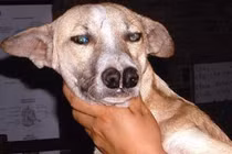 Giống chó cực kỳ hiếm có đến 2 chiếc mũi