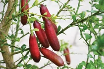 Tham khảo cách trồng hoa trên ban công nhỏ hẹp