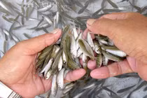 Khắc khoải mùa vớt cá non khi nước nổi ở miền Tây