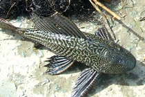 Cá dọn bể vây sắc nhọn, đâm thủng lốp ô tô dân nhậu vừa ăn vừa run