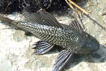 Cá dọn bể vây sắc nhọn, đâm thủng lốp ô tô dân nhậu vừa ăn vừa run