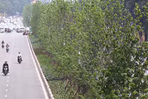 Video: Hàng cây lá phong mới trồng trổ lá xanh mướt trên phố Hà Nội