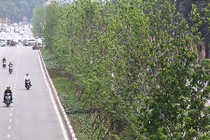 Video: Hàng cây lá phong mới trồng trổ lá xanh mướt trên phố Hà Nội